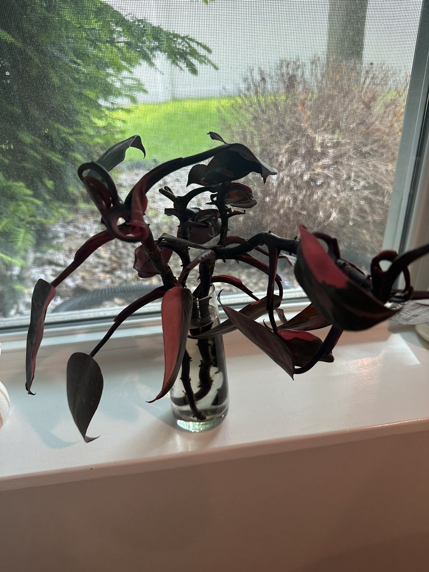 Pink Princess Philodendron Plant Cuttings