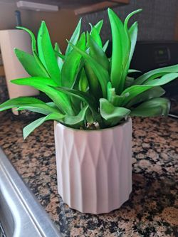 Foe plant and vase