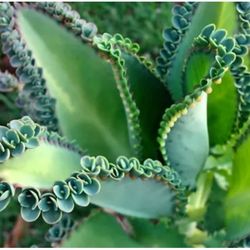 Mother Of Thousands Plant 🪴🌿
