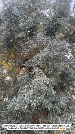 Silver Dollar Eucalyptus