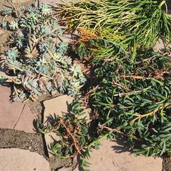 Free Succulents Clippings 