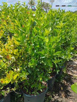 Green Buttonwood Hedges 7gl $16