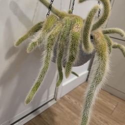 Monkey tail cactus (Cleistocactus colademononis) in hanging pot