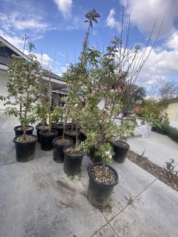 Fruít Trees
