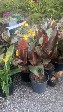 Canna Lillies