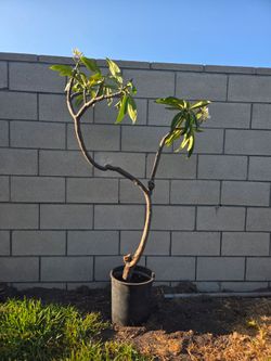 Plumeria