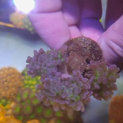 Coral Frag 