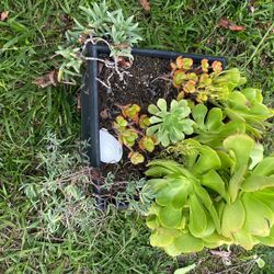 Black Plastic Pot With Aeonium And Other Plants 14” Width And 11” Tall