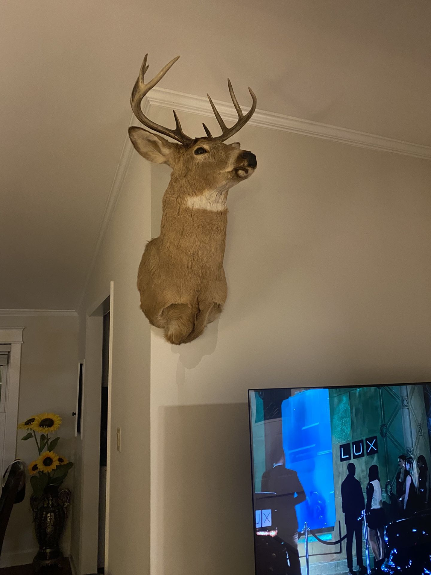 Deers