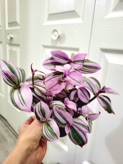 🌸Live Tradescantia Nanouk / Pink Wandering Jew Plant in 5"Pot ~ $15/ea