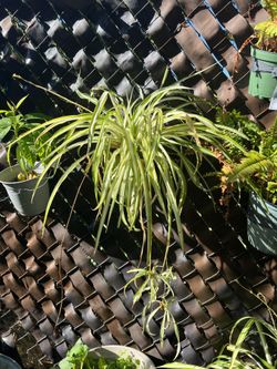 Spider Plant In Pot