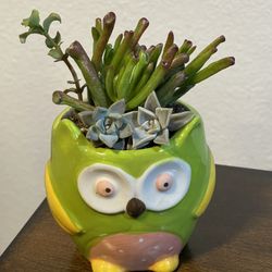 Succulent Arrangement 