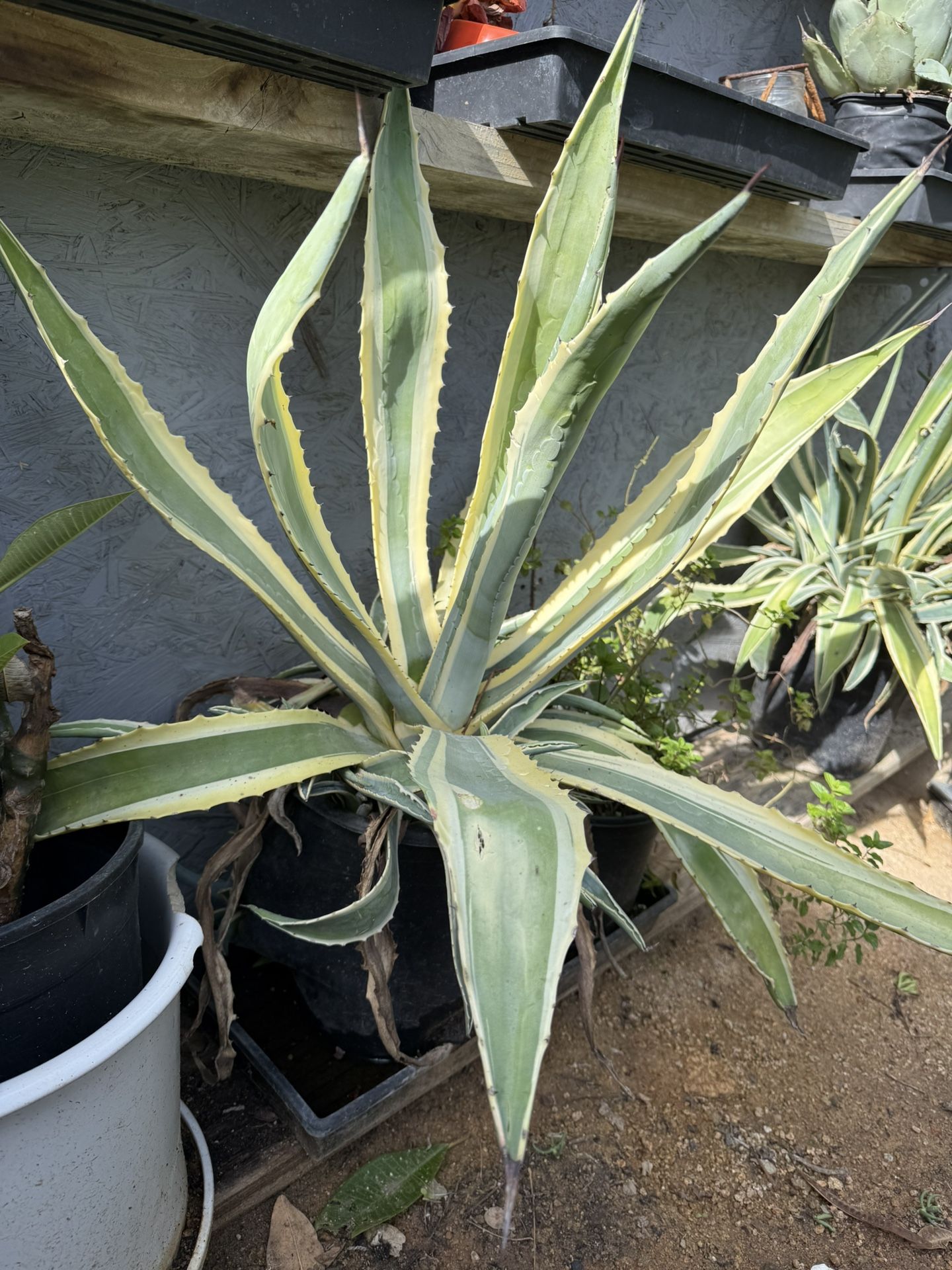 Agave