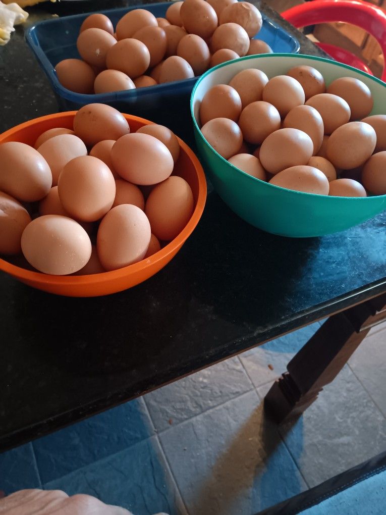 Organic Eggs