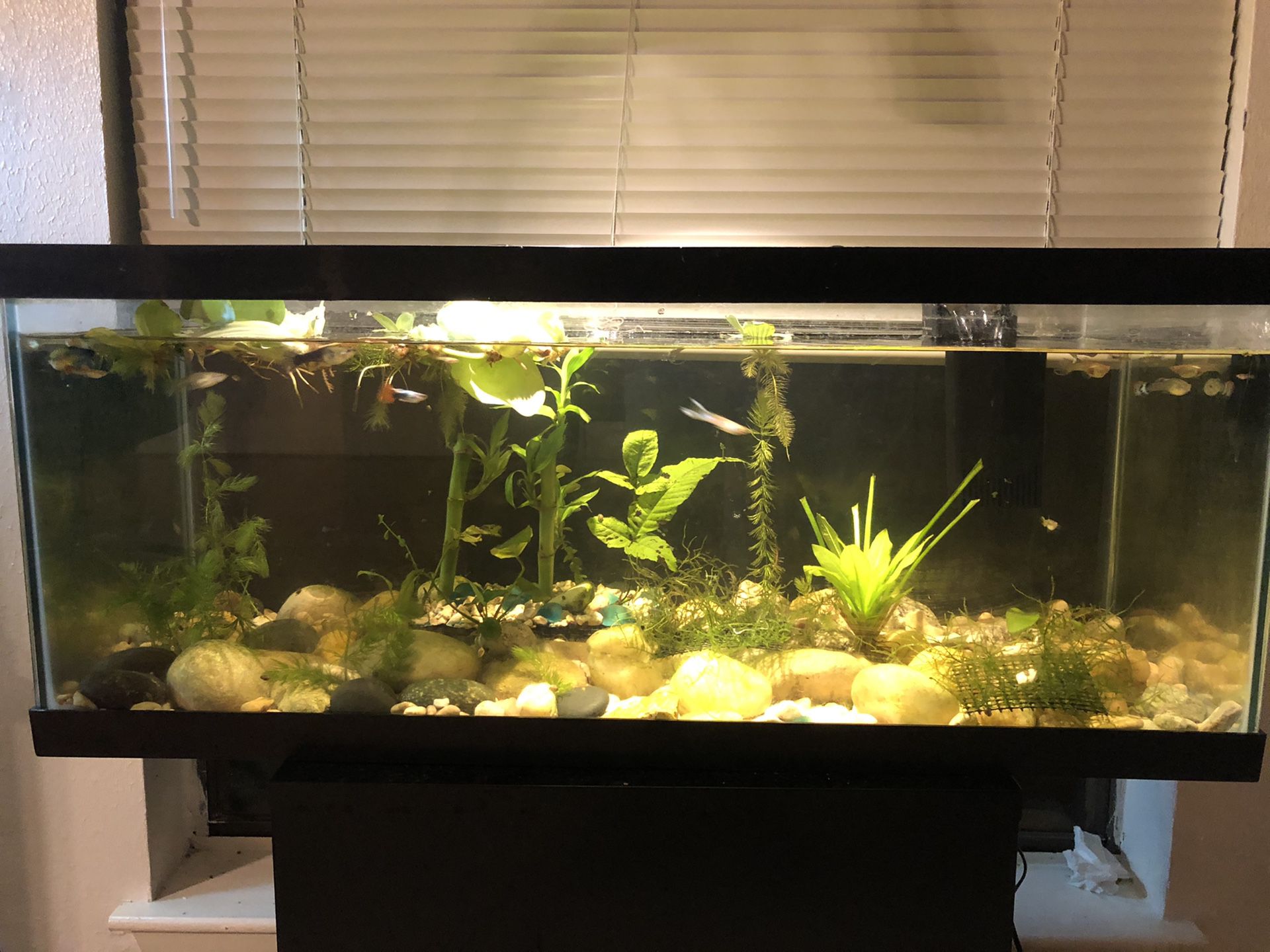 20 Gallon Fish Tank with filter/ Aquarium plants