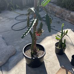 Dragonfruit Plant 