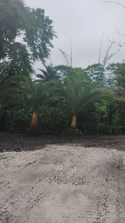 Sylvester Palm Tree $200.00 per ft trunk