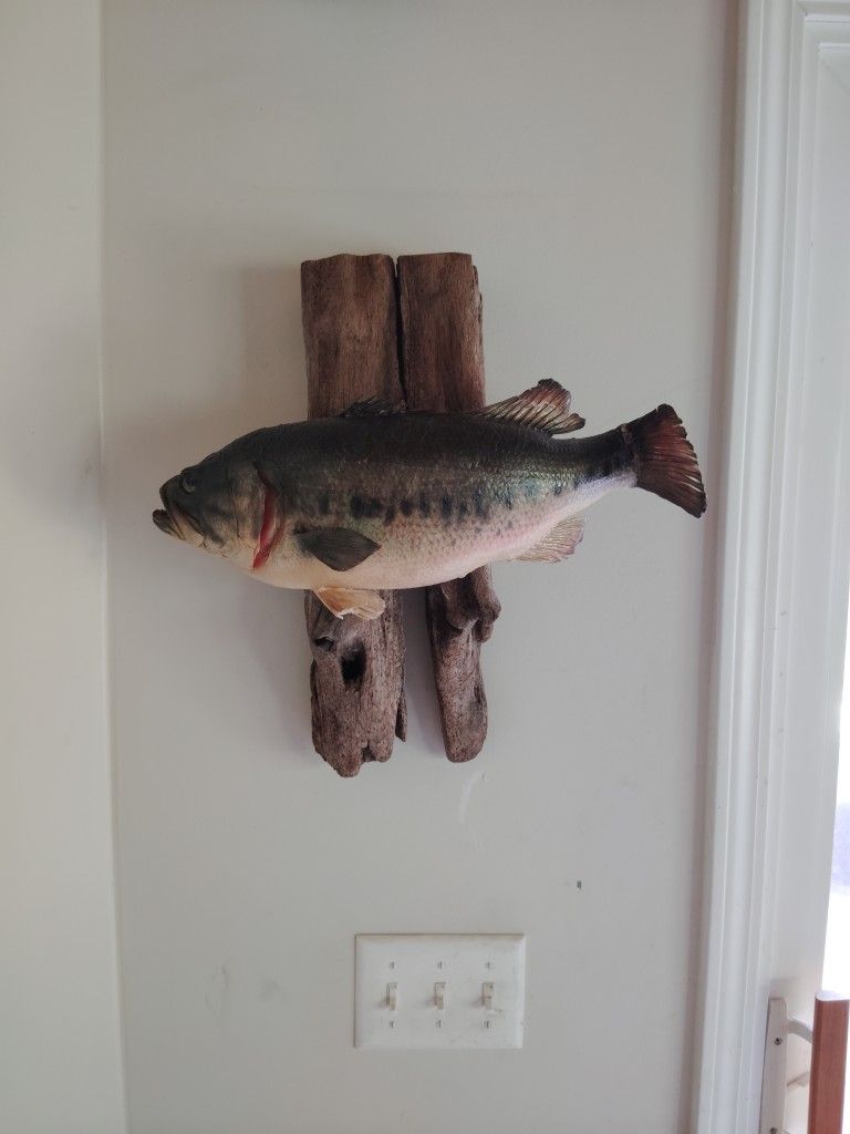Mounted Largemouth Bass