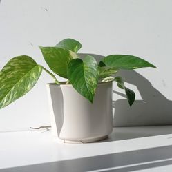 High Variegation Money Pothos Plant/ House Plant/ Indoor Plant Flower Patio Garden 