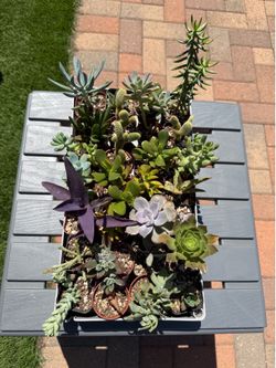 A Variety of Succulent Plants in 2" Containers