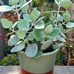 Silver Spoon Succulent Plant In Ceramic Container