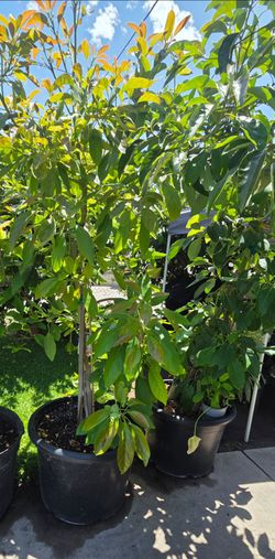 Avocado 🥑 tree for sale