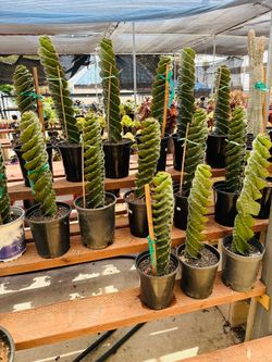 $50 each Spiral cactus