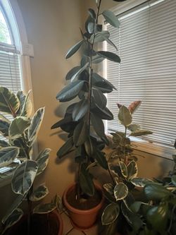 7 Ft Rubber fig