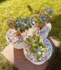 Vibrant Succulent Set - Ready for Your Home or Patio!