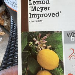 arbolito de limón meyer ya con limoncitos en vallejo 37 dls 