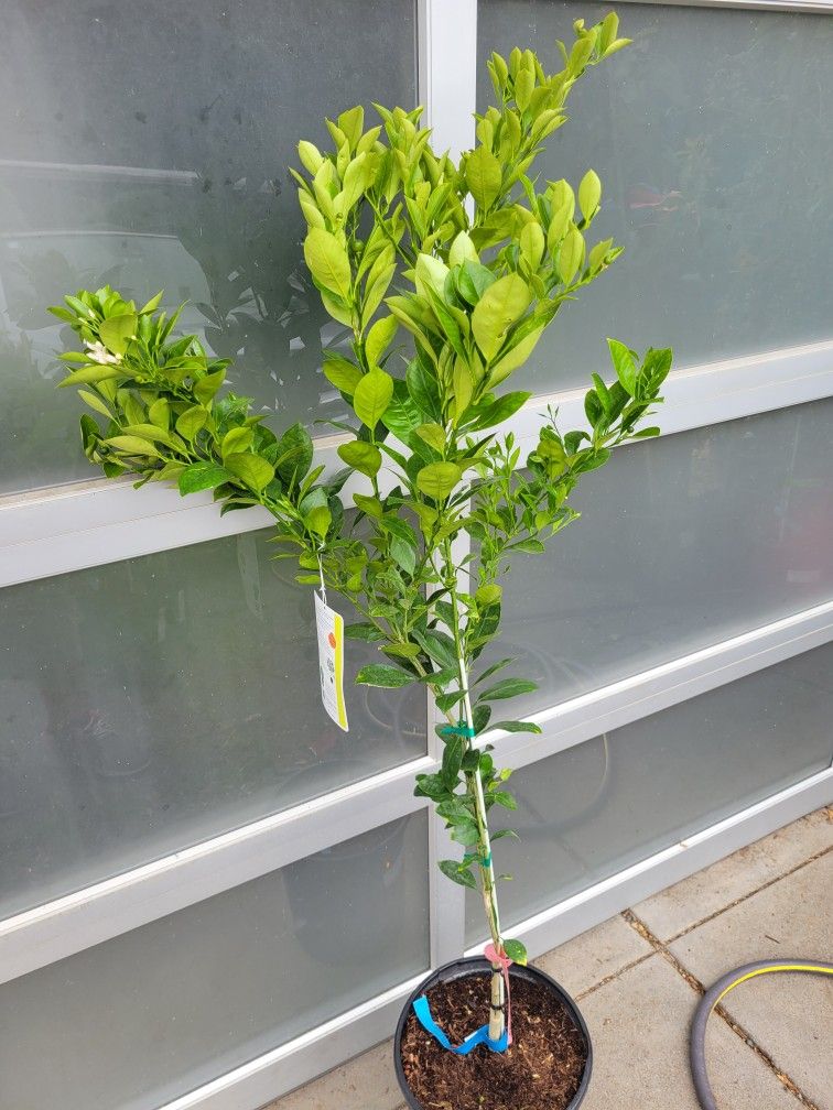 Fruiting TALL CALAMONDIN,All Products : American Fashion Style Bags On Sale