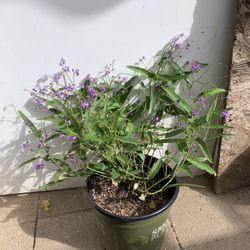 2 Gal Hardenbergia Violacea ‘Happy Wanderer’ Plant 