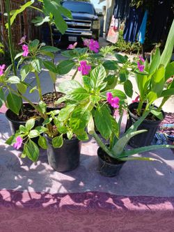$5 each