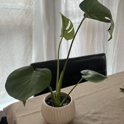 Monstera Deliciosa Plant 