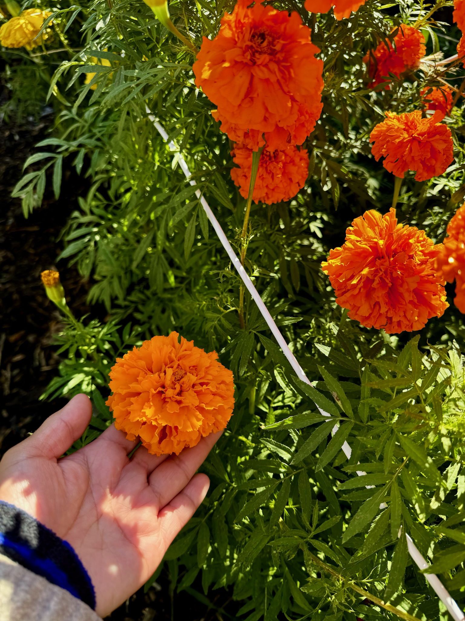 Cempasuchil////Marigolds