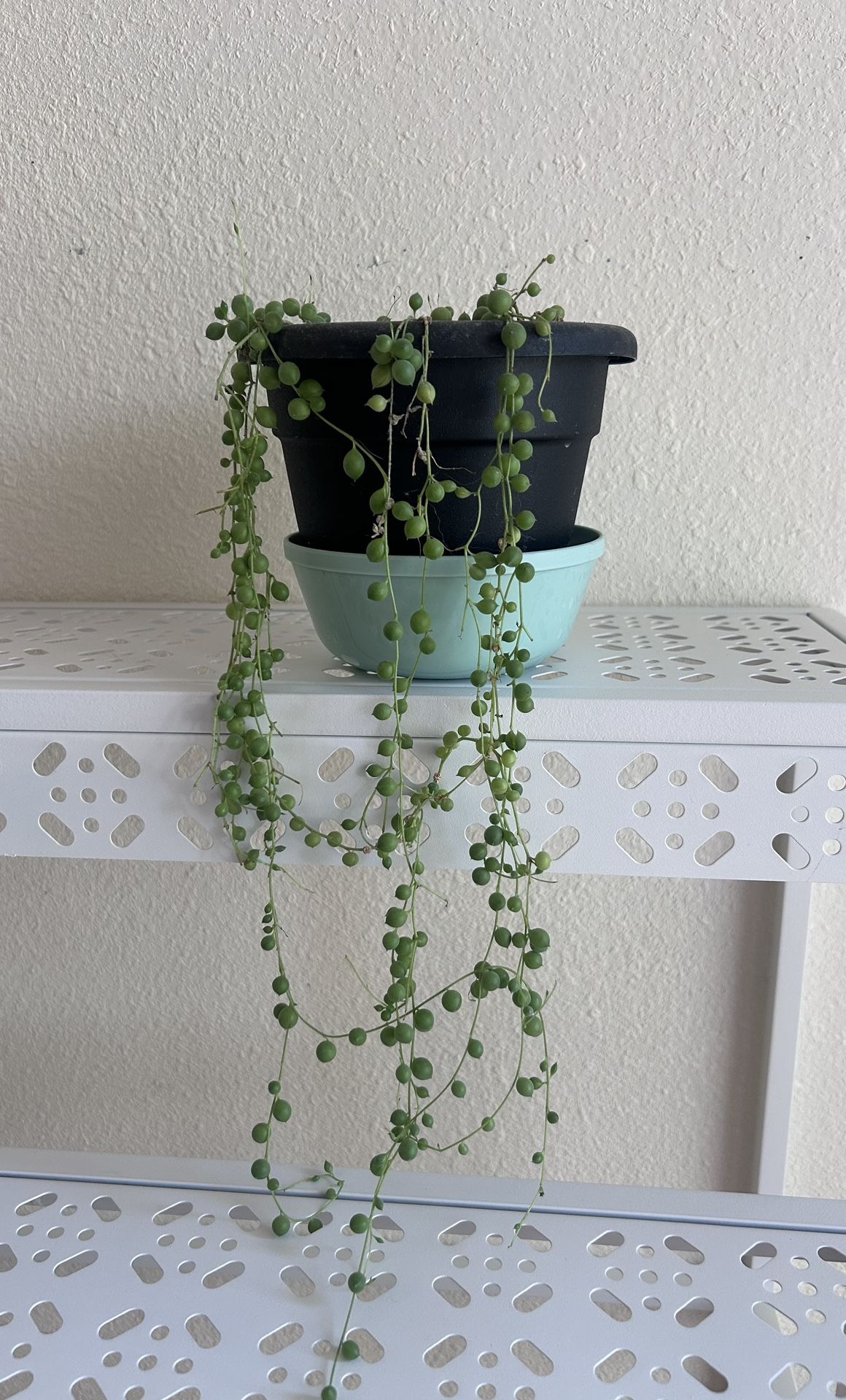String Of Pearls, Succulent, Plants, Home Decor