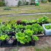 E&M gardens