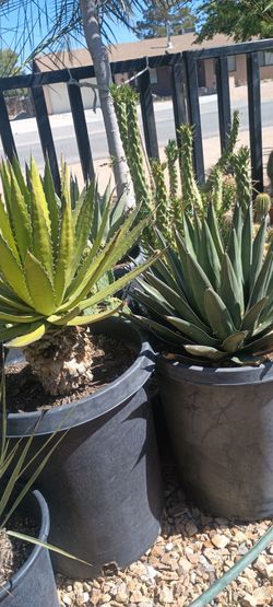 Agaves plants.