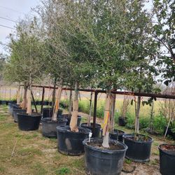 Oak Live Tree 45gallon 13ft Tall 