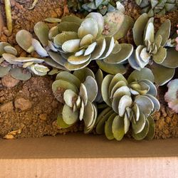 Succulents