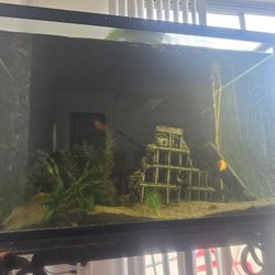 90 gallon fish tank