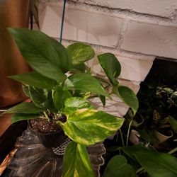 Plant