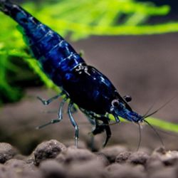 Pet Shrimp-  Pure Blue