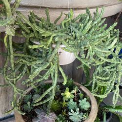 Una planta de esta pelea