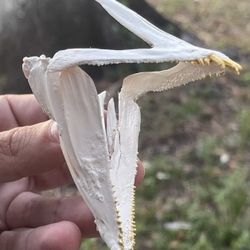 Hog Snapper Jaw Mount(GOLD TEETH)