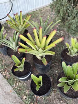 Bromeliad Red/Purple Tipped