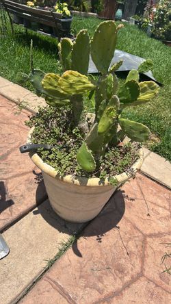 Cactus (Nopal), free