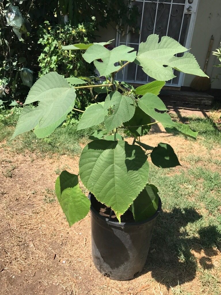 Alokon tree