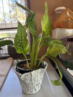 Spotted Calla Lily in Pot 6”x17”