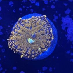 Orange Rhodactis Mushroom Display Decor